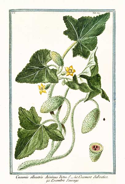 Tryskawiec lekarski, ośli ogórek (Ecbalium elaterium)