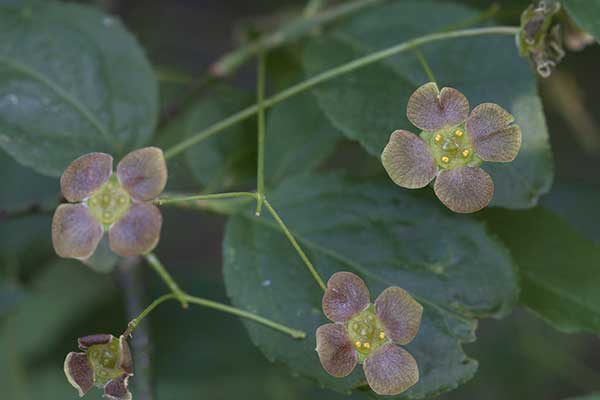 Trzmielina brodawkowata (Euonymus verrucosus)