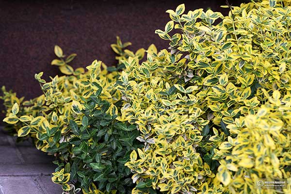 Trzmielina Fortune'a (Euonymus fortunei)