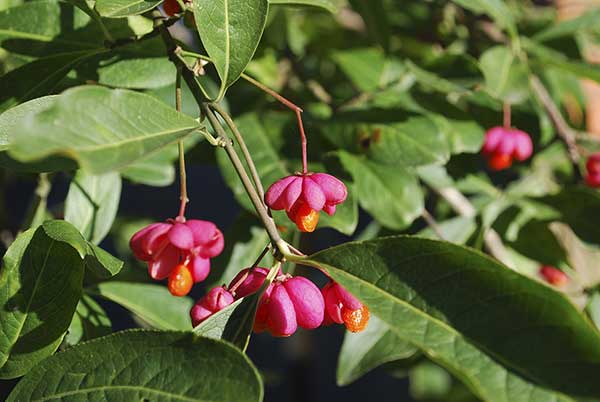 Trzmielina pospolita, trzmielina zwyczajna (Euonymus europaeus)