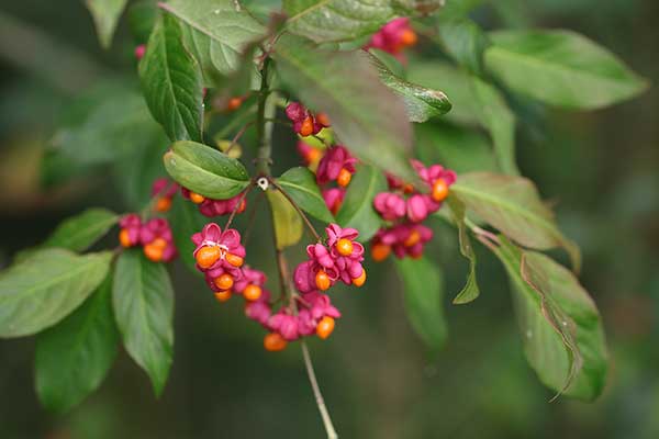 Trzmielina szerokolistna (Euonymus latifolius)