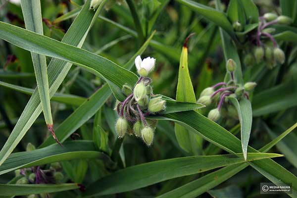 Trzykrotka Andersona (Tradescantia ×andersoniana)