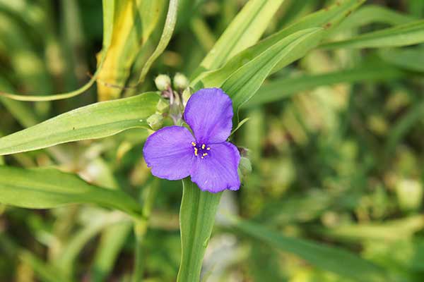 Trzykrotka wirginijska (Tradescantia virginiana)