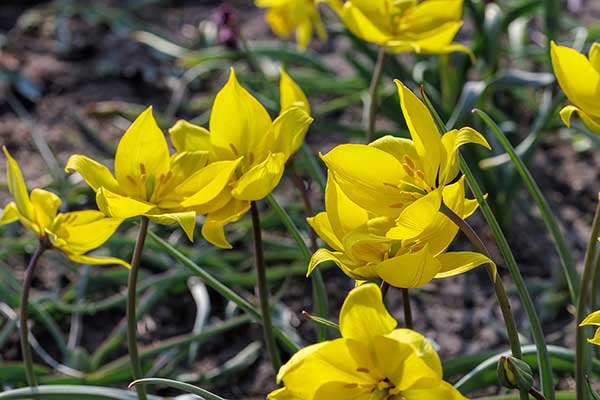 Tulipan dziki (Tulipa sylvestris)