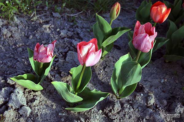 Tulipan ogrodowy (Tulipa gesneriana)