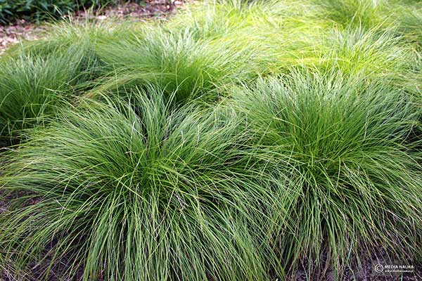 Turzyca cienista (Carex umbrosa)