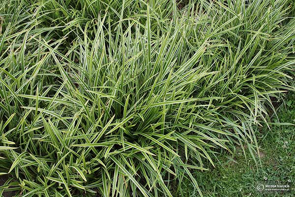 Turzyca Morrowa, turzyca japońska (Carex morrowii)