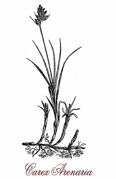 Turzyca piaskowa (Carex arenaria)
