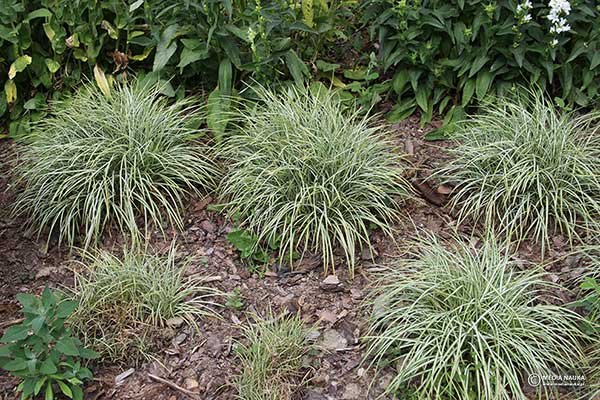 Turzyca ptasie łapki (Carex ornithopoda)