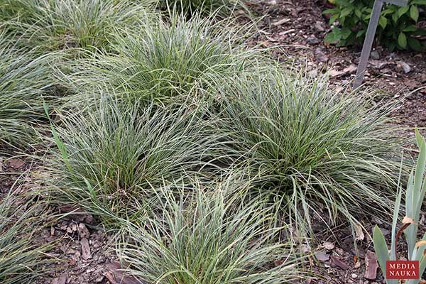 Turzyca stożkowata (Carex conica)