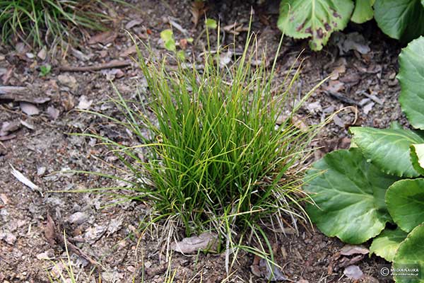 Turzyca wiosenna (Carex caryophyllea)