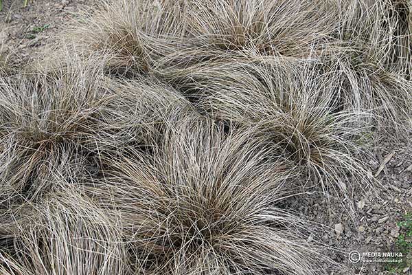 Turzyca włosista (Carex comans)