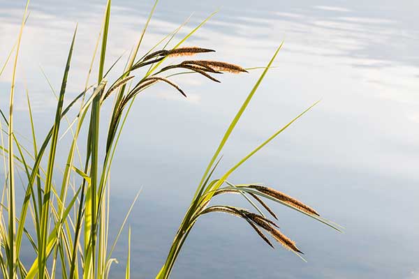 Turzyca zaostrzona (Carex acuta)