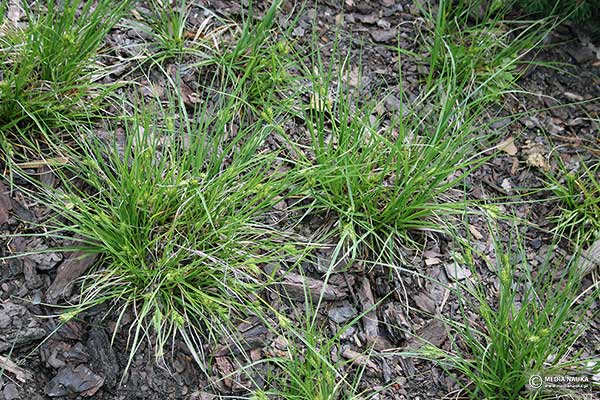 Turzyca żytowata (Carex secalina)