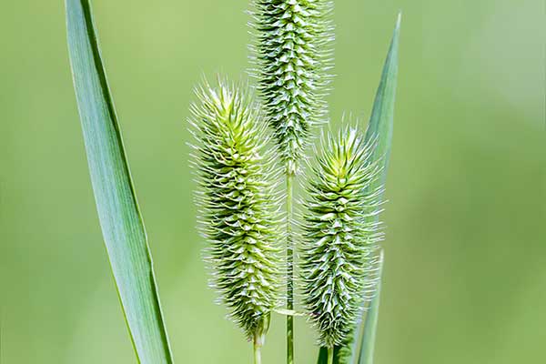 Tymotka łąkowa, brzanka pastewna (Phleum pratense)