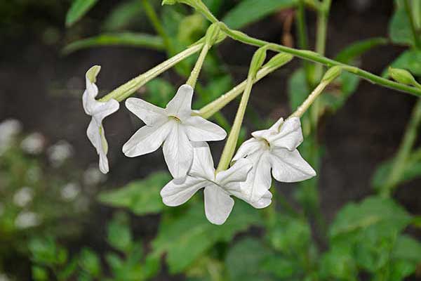 Tytoń pachnący, tytoń skrzydlaty (Nicotiana alata)