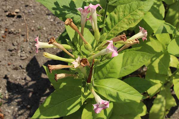 Tytoń szlachetny (Nicotiana tabacum)