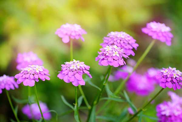 Ubiorek okółkowy (Iberis umbellata)