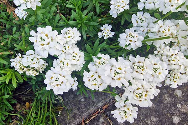 Ubiorek wiecznie zielony (Iberis sempervirens)