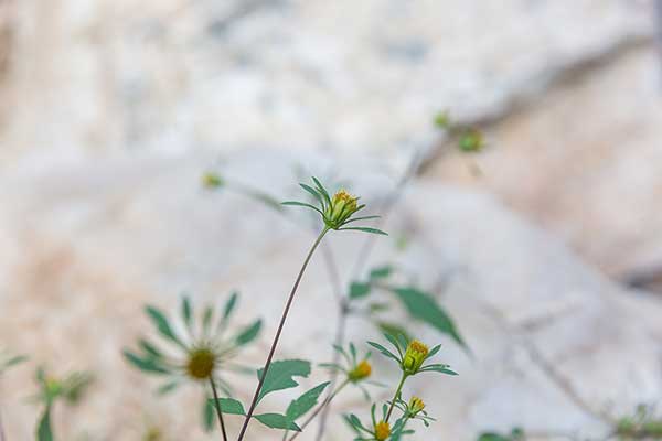 Uczep amerykański (Bidens frondosa)