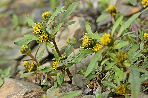 Uczep trójlistkowy (Bidens tripartita)