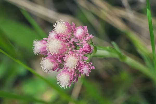 Ukwap dwupienny (Antennaria dioica)