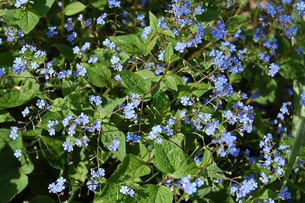 Ułudka wiosenna (Omphalodes verna)