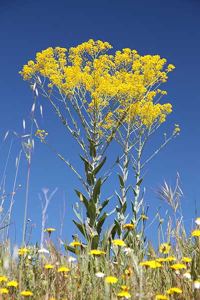 Urzet barwierski (Isatis tinctoria)