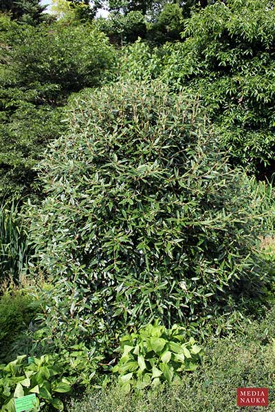 (Viburnum × pragense)