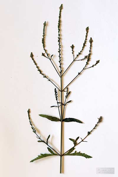 Werbena lekarska, werbena pospolita (Verbena officinalis)
