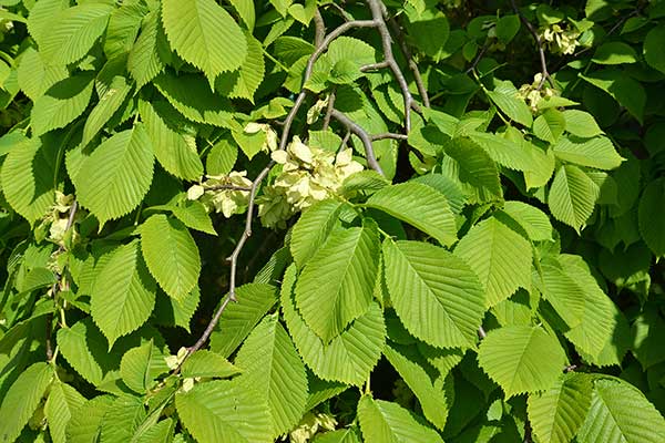 Wiąz górski, brzost (Ulmus glabra)