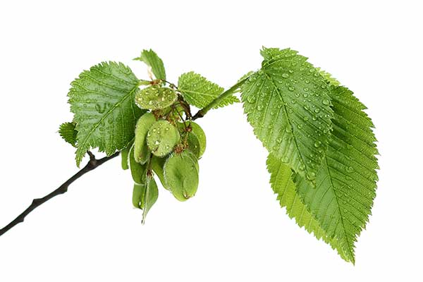 Wiąz szypułkowy, limak (Ulmus laevis)