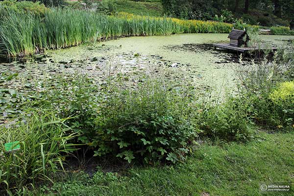 Wiązówka błotna (Filipendula ulmaria)