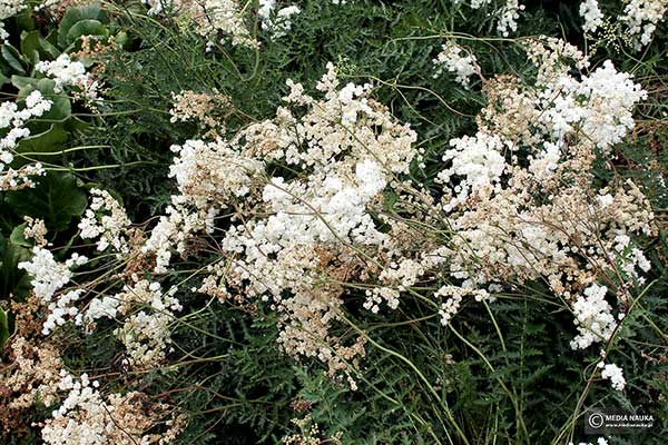 Wiązówka bulwkowa, wiązówka bulwkowata (Filipendula vulgaris)