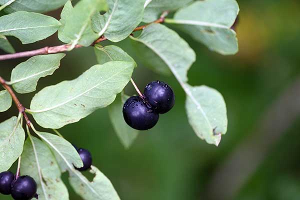 Wiciokrzew czarny (Lonicera nigra)