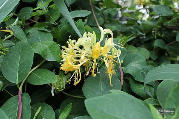 Wiciokrzew pomorski (Lonicera periclymenum)