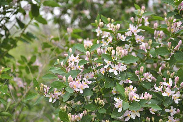 Wiciokrzew tatarski (Lonicera tatarica)