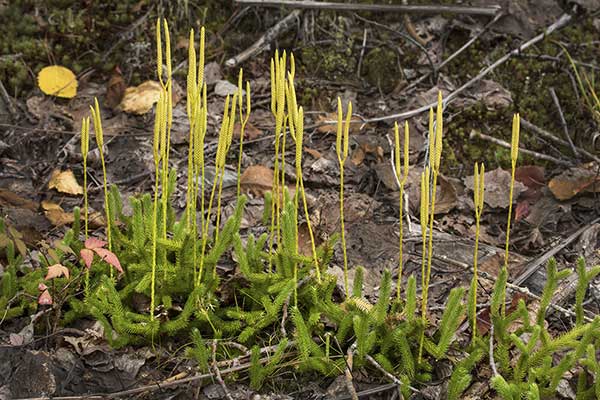 Widłak goździsty (Lycopodium clavatum)