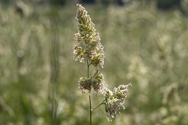 Wiechlina © Andrea Izzotti – stock.adobe.com Wiechlina
