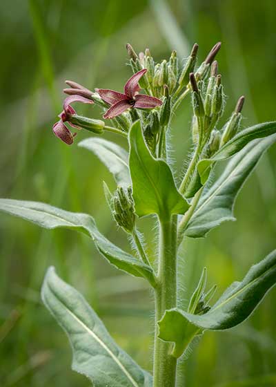 Wieczornik żałobny (Hesperis tristis)