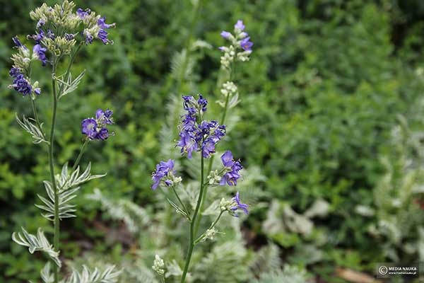 Wielosił błękitny (Polemonium caeruleum)