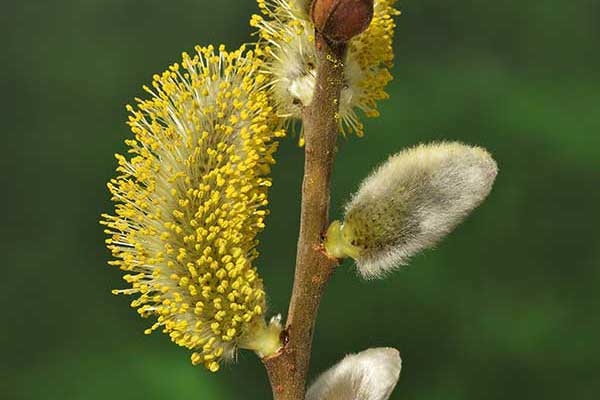 Wierzba iwa (Salix caprea)