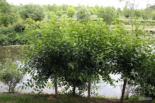 Wierzba pięciopręcikowa, wierzba laurowa (Salix pentandra)