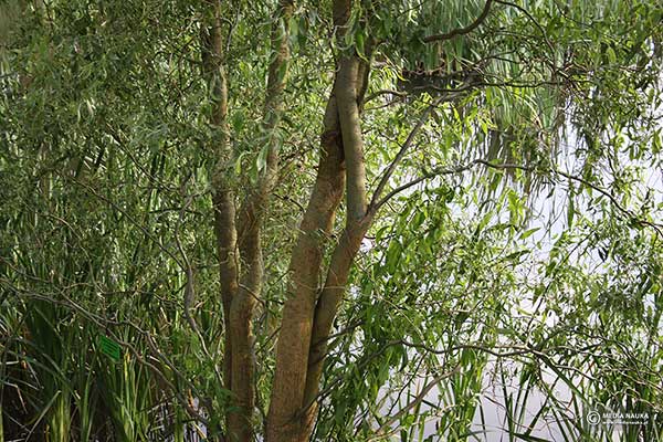 Wierzba mandżurska (Salix Erythroflexuosa)