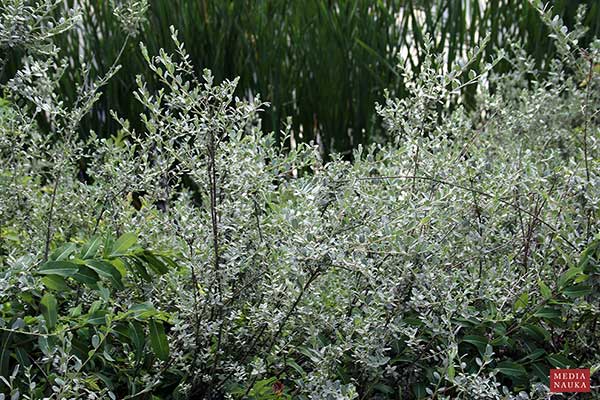 Wierzba płożąca, wierzba piaskowa (Salix repens)