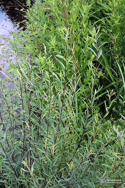 Wierzba purpurowa (Salix purpurea)