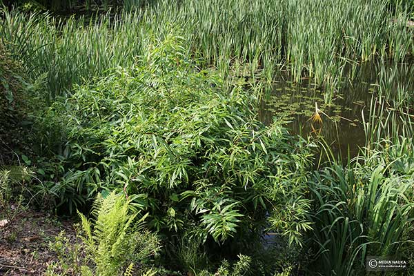 Wierzba sachalińska (Salix udensis)