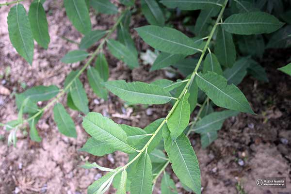 Wierzba szara, łoza (Salix cinerea)