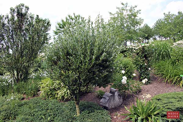 Wierzba Wimmera (Salix ×wimmeriana)