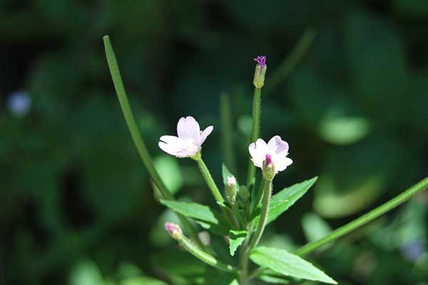 Wierzbownica drobnokwiatowa (Epilobium parviflorum)